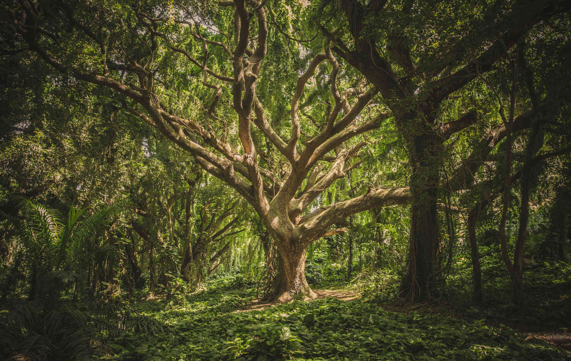 Droit De L Environnement Et Droits De La Nature